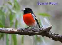 Scarlet Robin